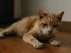 猫咪临死前有什么征兆？——宠物专家的温柔提醒