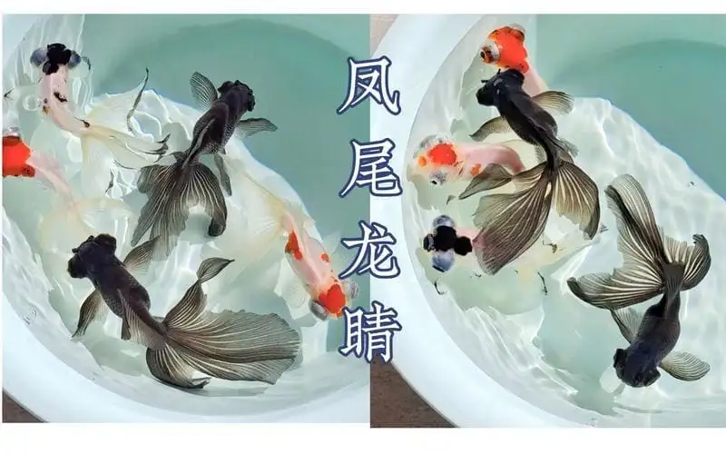 2025090956775816.webp.webp
