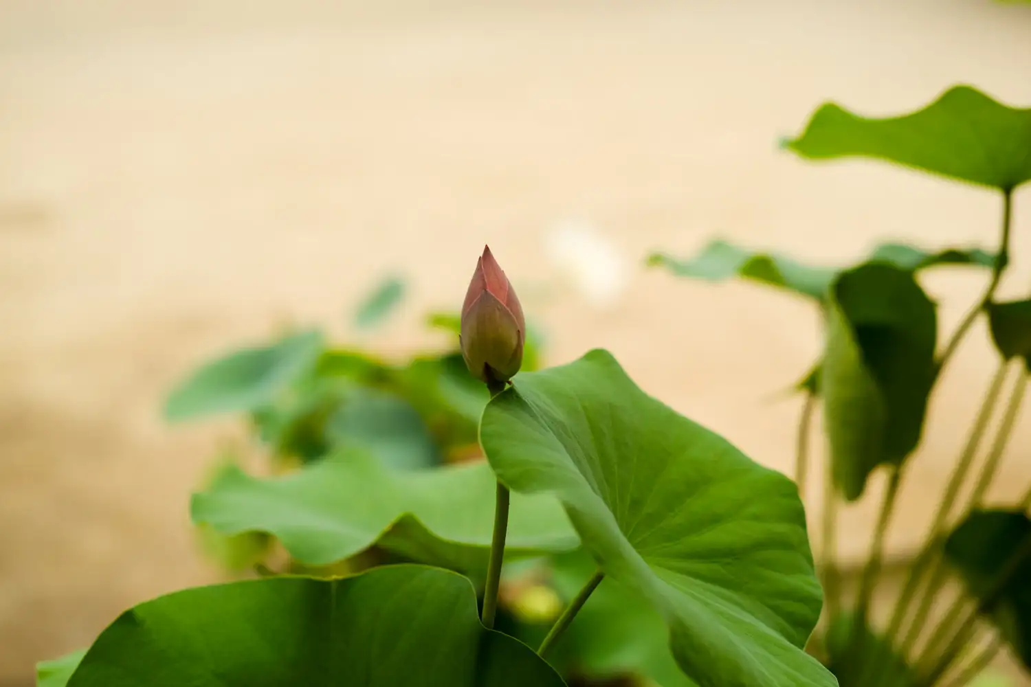 DSCF5511.webp.webp