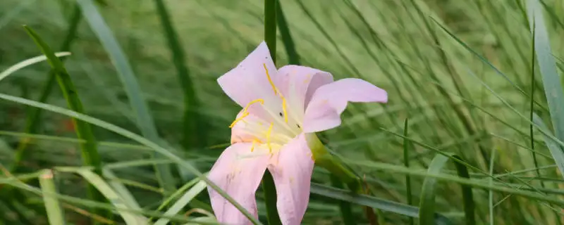 610d0db0e075c.webp.webp