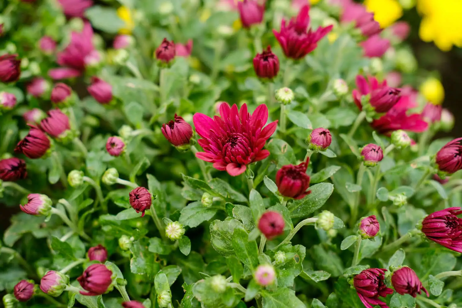 DSCF5375.webp.webp