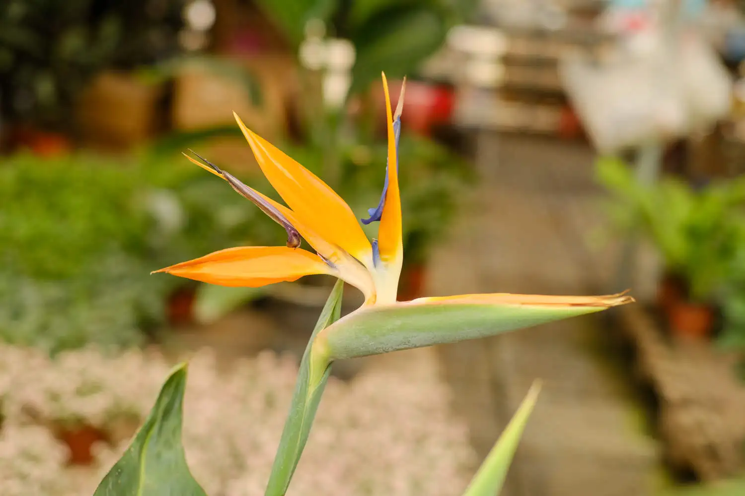 DSCF5401.webp.webp