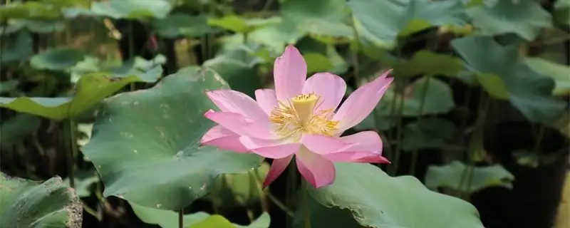 610bbd1632e62.webp.webp