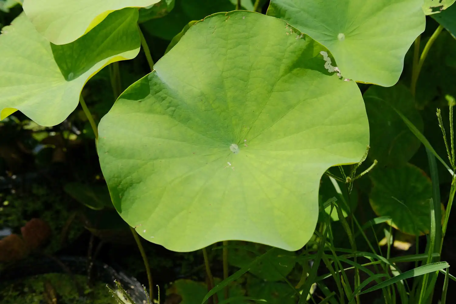DSCF6804.webp.webp