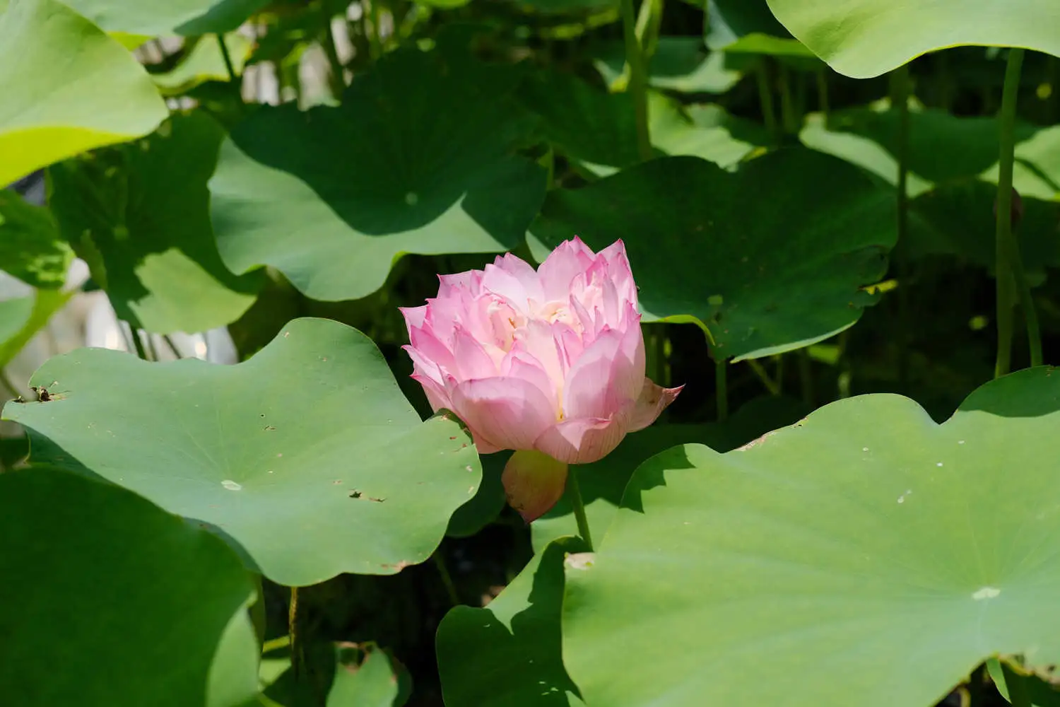 DSCF6807.webp.webp