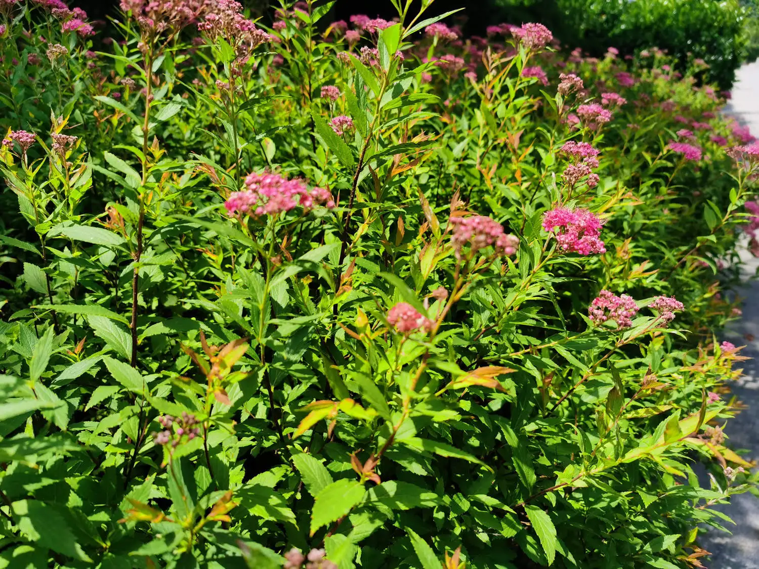 IMG_20200604_115520.webp.webp