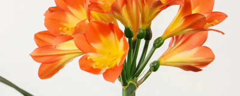 610bb5dbd7851.webp.webp