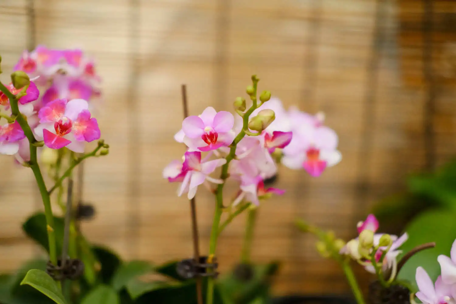 DSCF3670.webp.webp