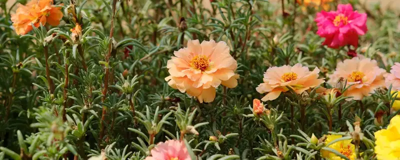 610a8c5460bb7.webp.webp