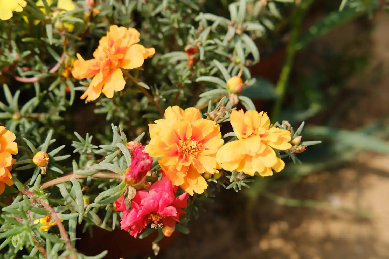 DSCF6726.webp.webp