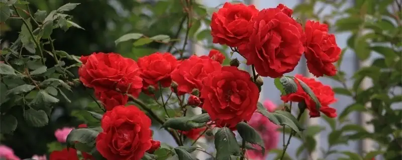 610918454c867.webp.webp