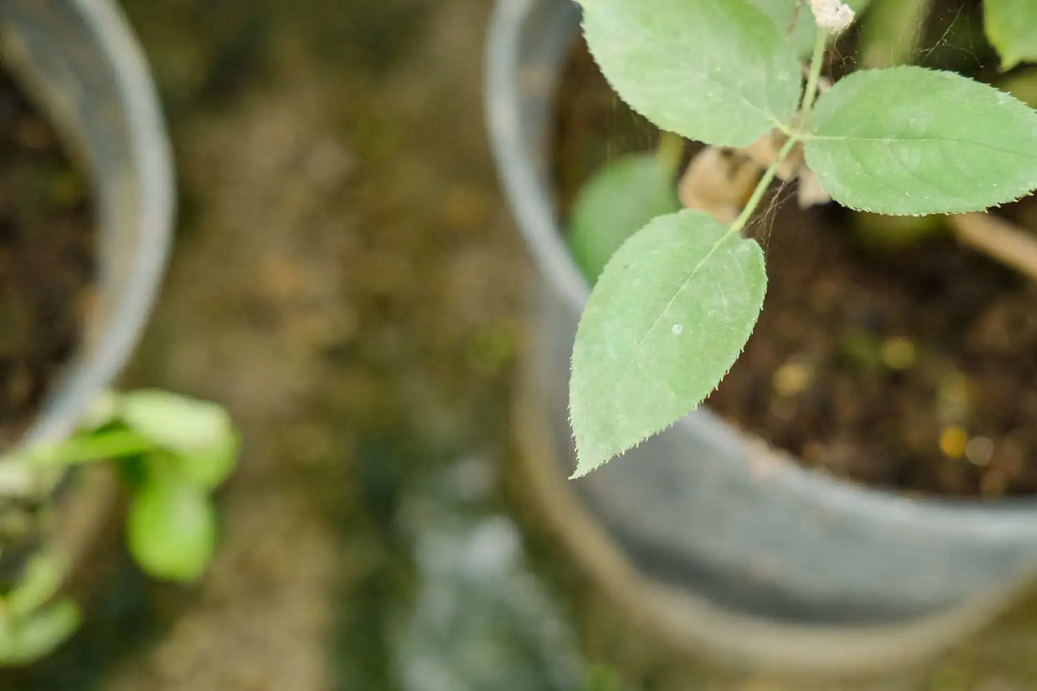 DSCF5765.webp.webp