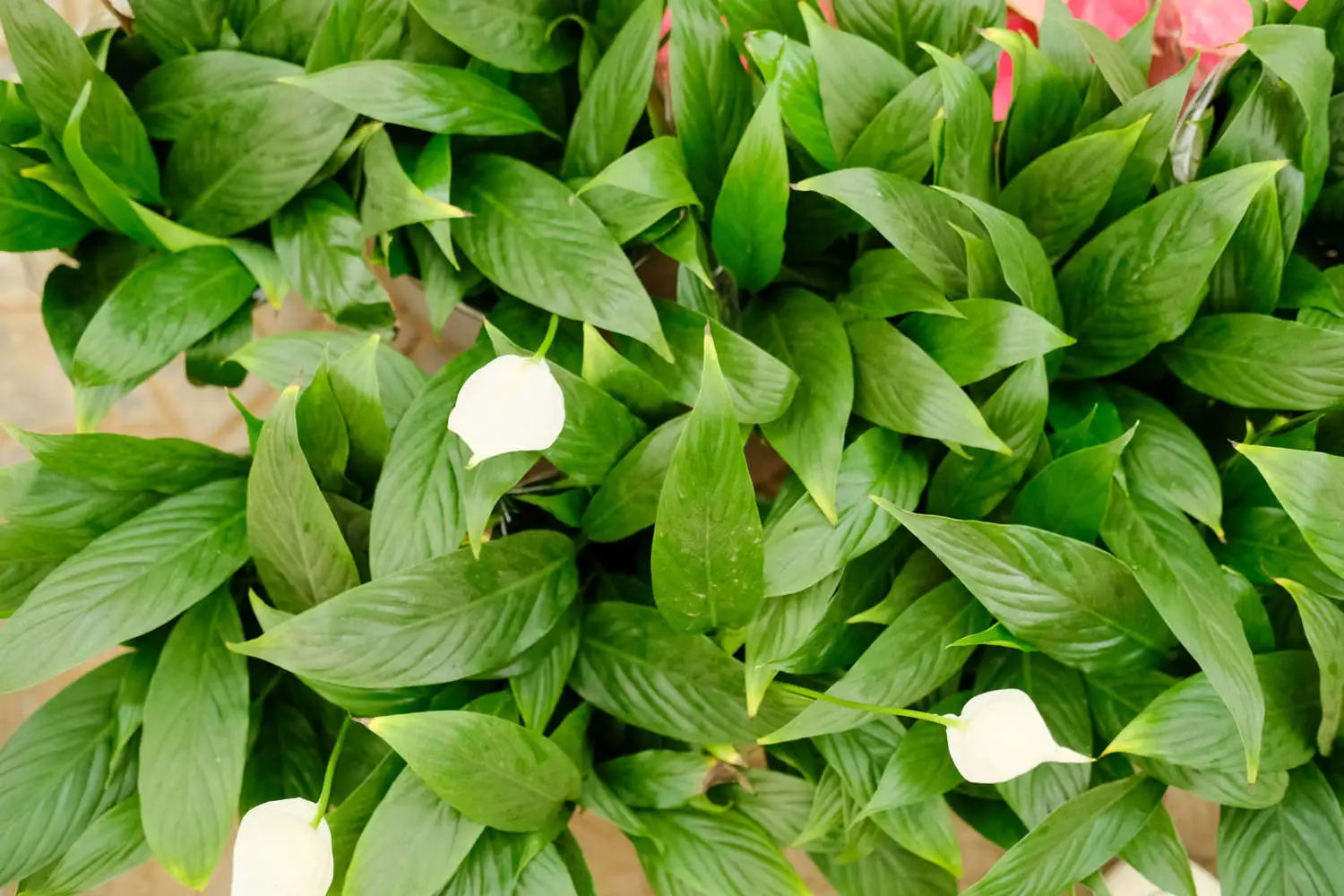 DSCF4054.webp.webp