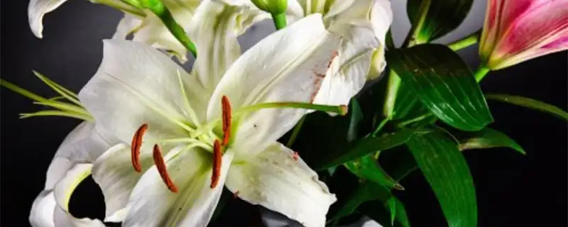 6107f03f11920.webp.webp