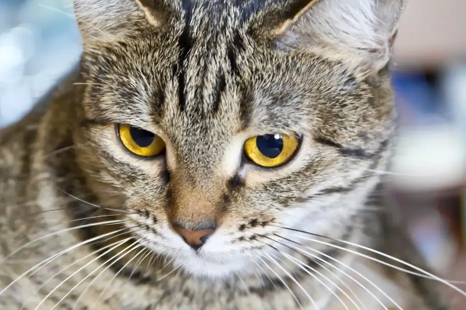 猫咪最讨厌主人的十种行为